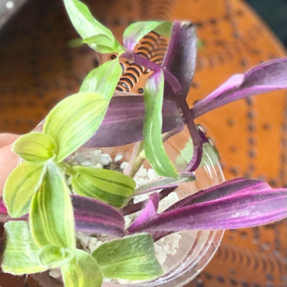Rare tradescantia cutting bundle - 3 varieties - pink stripe, sillamontana , + - Picture 7 of 12
